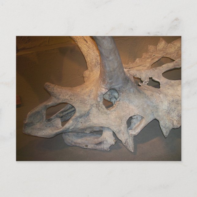 Carte Postale M.dino #2 (Devant)