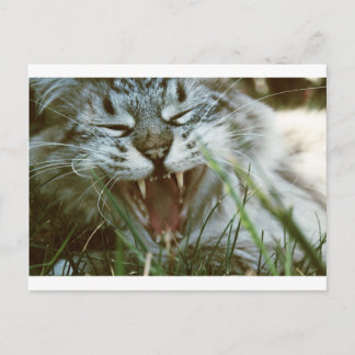 Carte Postale M. Fangs