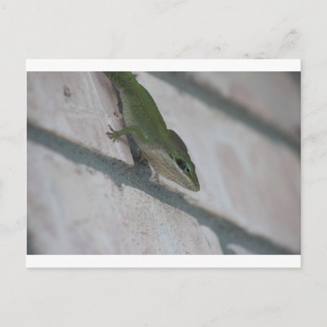 Carte Postale M. Green Lizard (Devant)