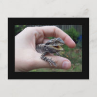M. lizard