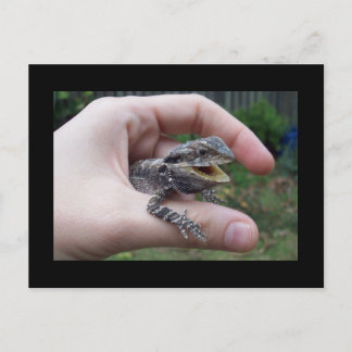 Carte Postale M. lizard