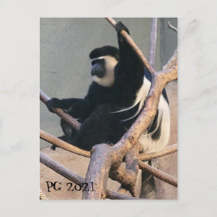 Carte Postale M. Monkey