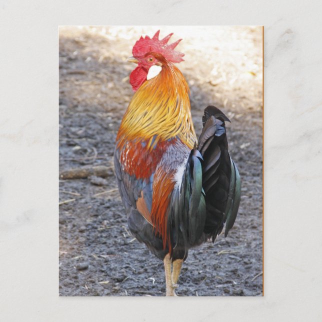Carte Postale M. Rooster (Devant)