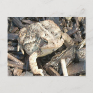 Carte Postale M. Toad