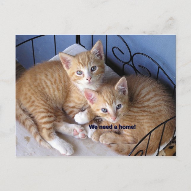 Carte Postale mac-n-chesse (Devant)