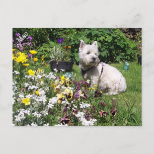 Carte Postale Mac, West Highland White Terrier Westie