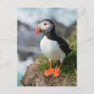 Carte Postale Macareux moine Fratercula arctica  à Látrabjarg  I