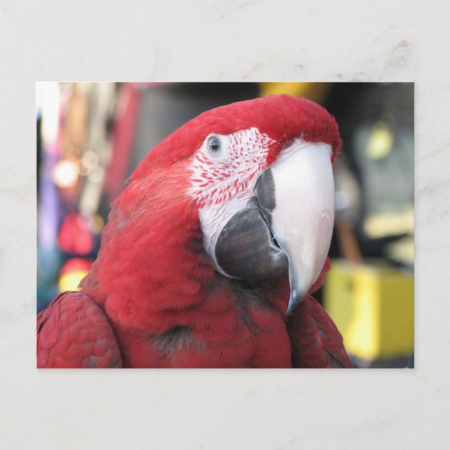 Carte postale Macaw (Devant)