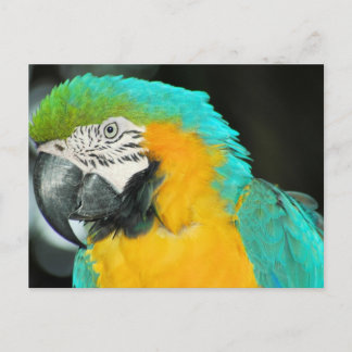 Carte Postale Macaw