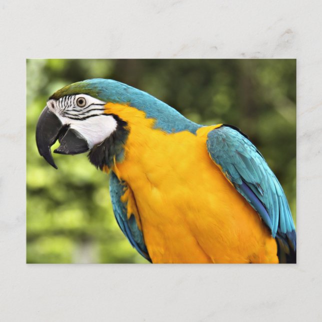 Carte Postale Macaw (Devant)