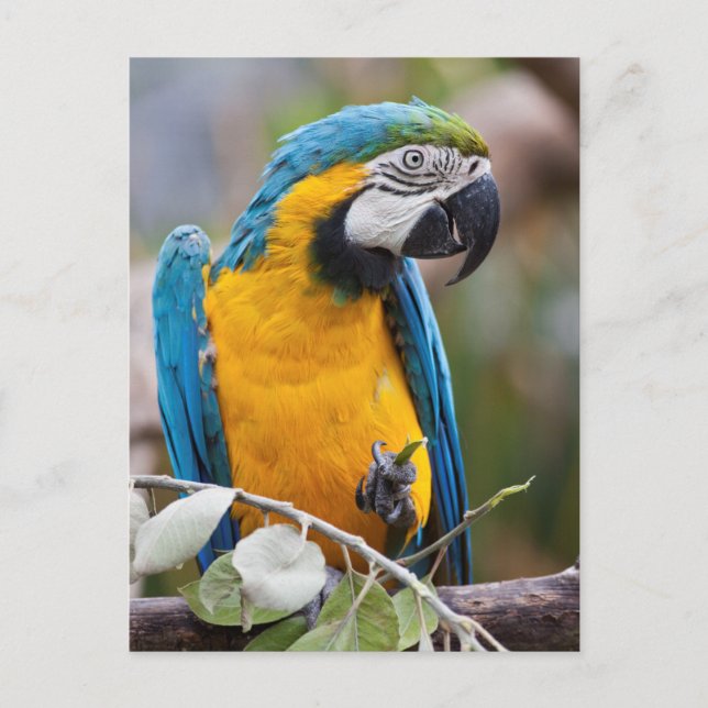 Carte postale Macaw bleu et jaune (Devant)
