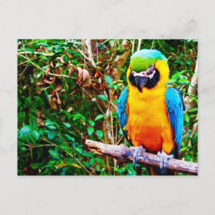 Carte postale Macaw bleu et jaune