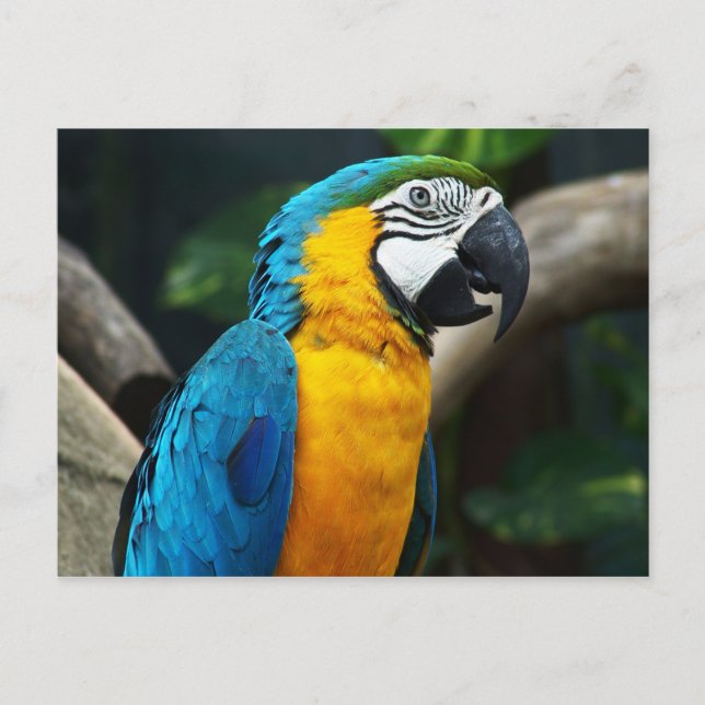 Carte Postale Macaw bleu et jaune (Ara ararauna) (Devant)