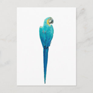 Carte Postale Macaw bleu et jaune de Junglewalk.com