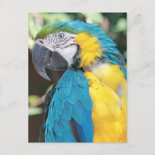 Carte postale Macaw bleu et or