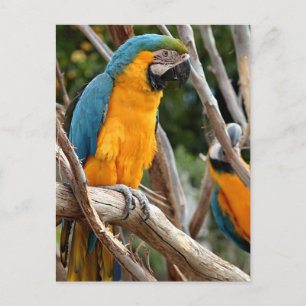 Carte Postale Macaw Bleu Et Or