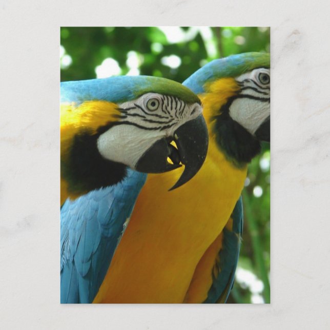 Carte postale Macaw bleu et or (Devant)