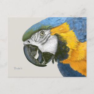Carte Postale Macaw bleu et or