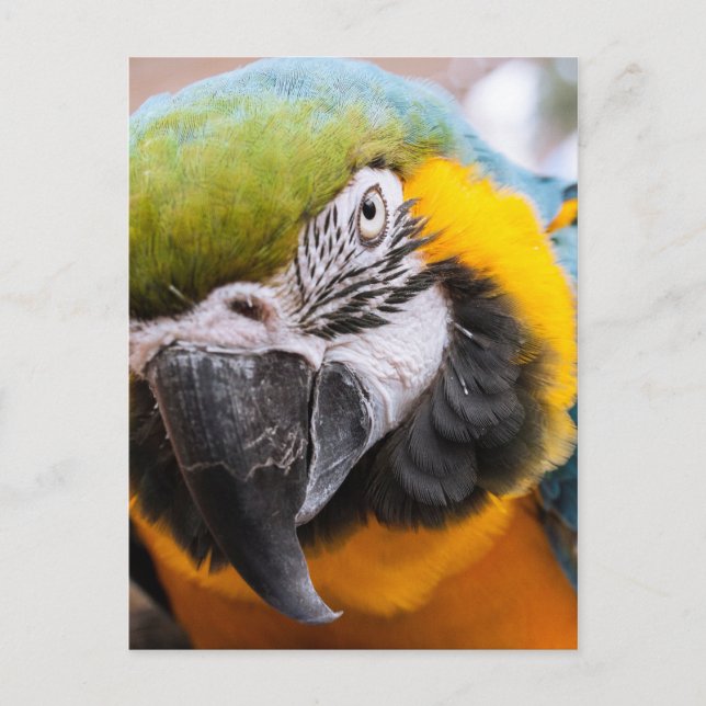 Carte postale Macaw Close-Up (Devant)