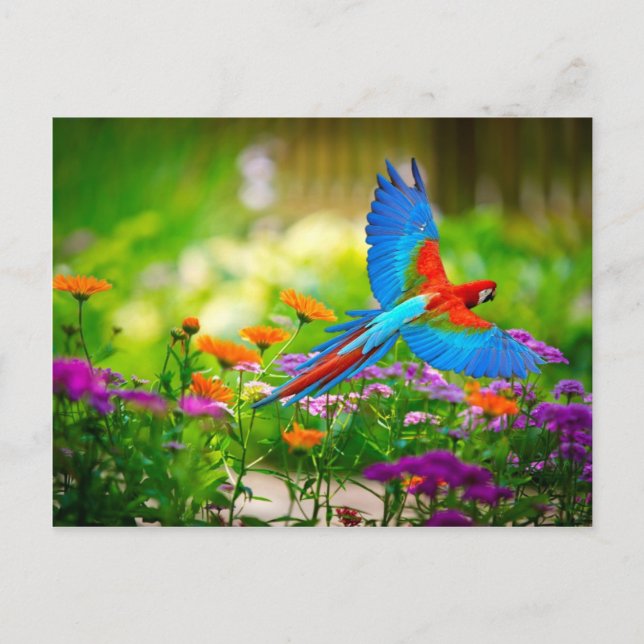 Carte Postale Macaw Parrot (Devant)