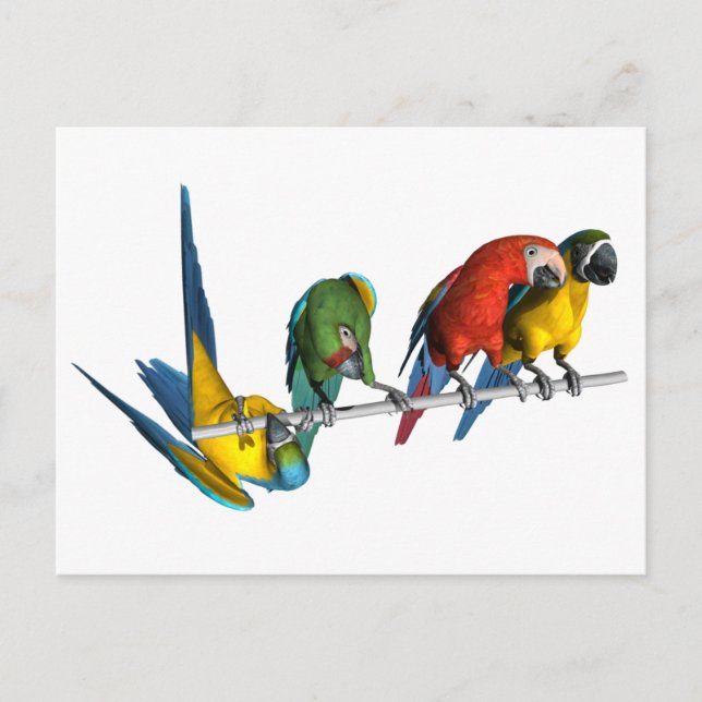 Carte Postale Macaw Parrot (Devant)