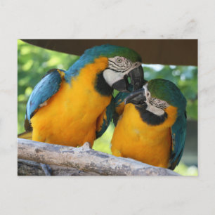 Carte Postale Macaw Parrots