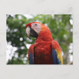 Carte Postale macaw rojo