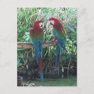 Carte Postale Macaws