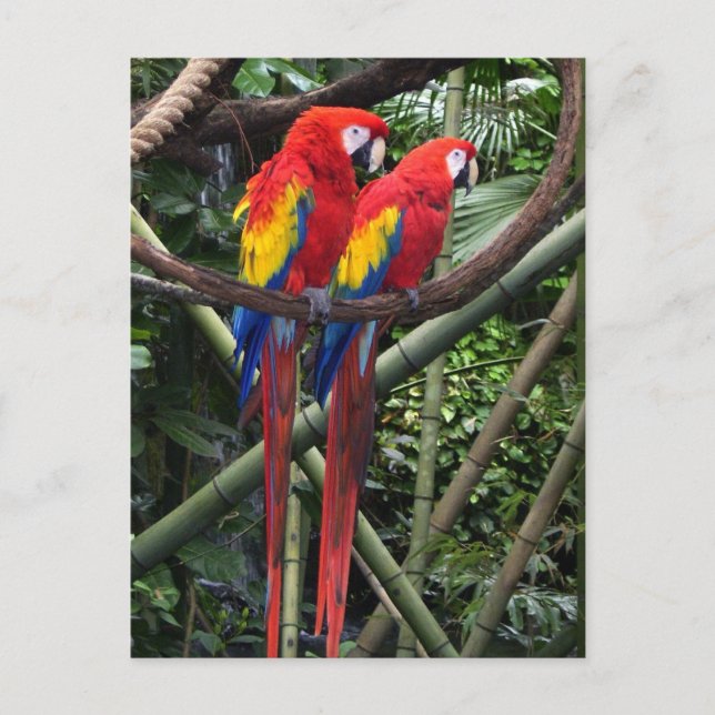 Carte Postale macaws rouge (Devant)