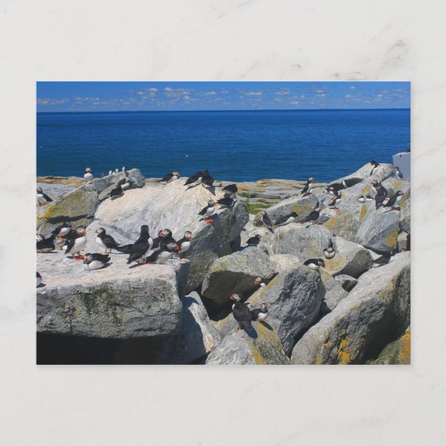 Carte Postale Machias Seal Island Atlantic Puffins Razorbill (Devant)