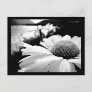 Carte postale Macro B&W Flower By River