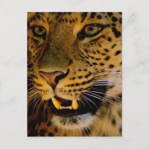 Carte Postale Macro Big Cat