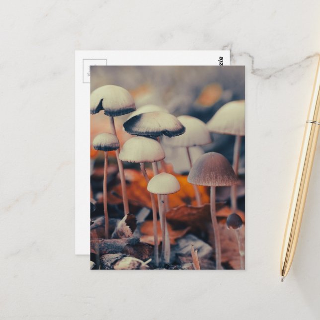 Carte Postale Macro Champignons (Devant/Arrière en situation)