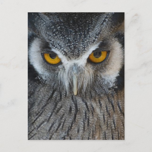 Carte Postale Macro Chouette noire et blanche (Devant)