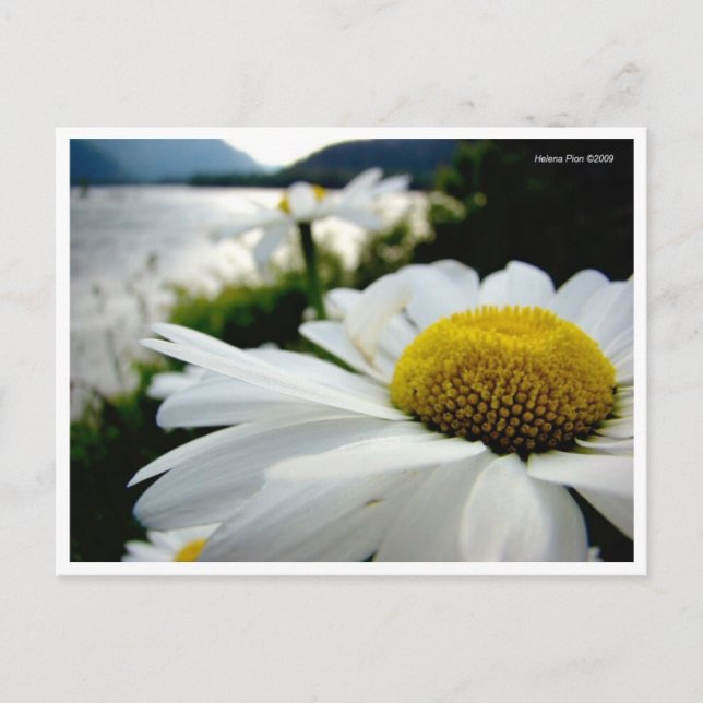 Carte Postale Macro Daisy By River (Devant)