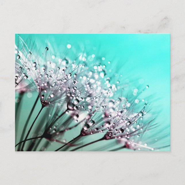 Carte Postale Macro Dandelion Semences d'eau gouttes photo (Devant)