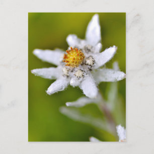 Carte Postale Macro de fleur edelweiss