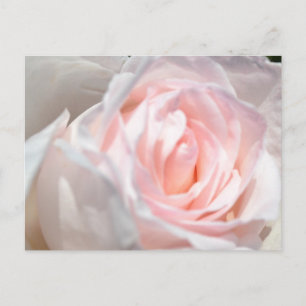 Carte Postale Macro rose