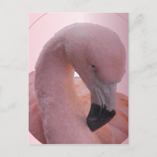 Carte Postale Macro Shot, Fluffy Flamant rose rose doux