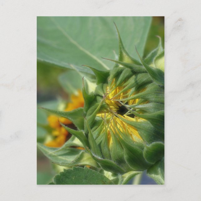 Carte Postale Macro Tournesol réveiller la nature (Devant)