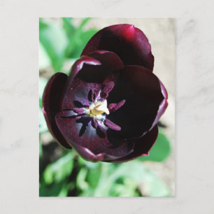 Carte Postale Macro tulipe noire