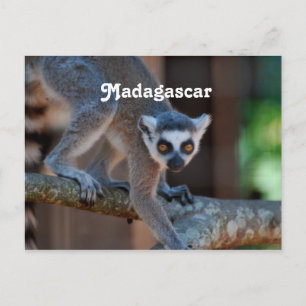 Carte Postale Madagascar Lemur