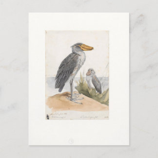 Carte Postale Magasin de chaussures 1887 Imprimer Zoologica Amst