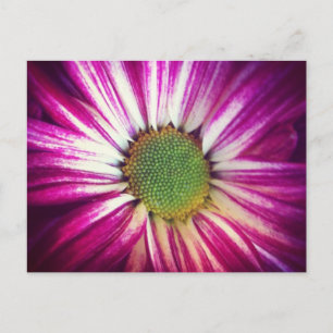 Carte postale Magenta Daisy