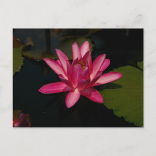 Carte Postale Magenta Lotus Nénuphar
