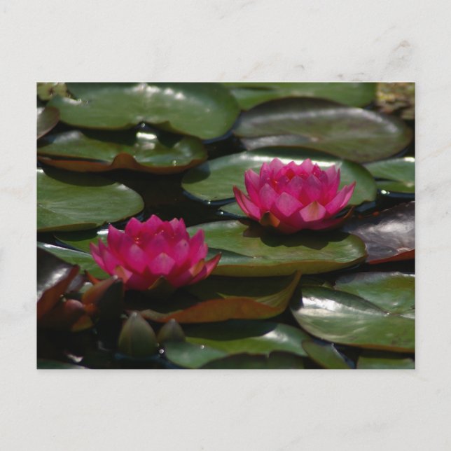 Carte Postale Magenta Lotus Nénuphars (Devant)