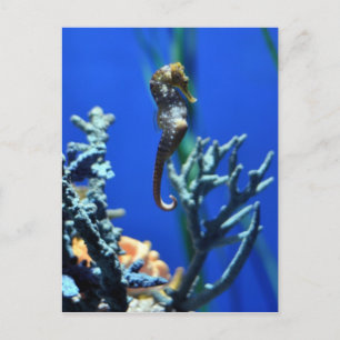Carte Postale Magie Seahorse