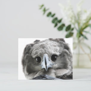 Carte Postale "Magnificent Harpy Eagle"