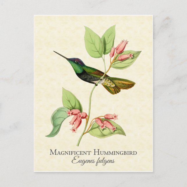Carte Postale Magnifique Art Vintage Colibri (Devant)