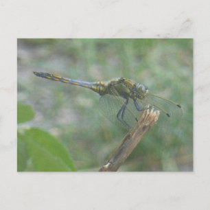 Carte Postale Magnifique Big Blue Yellow Dragonfly do-it-yoursel